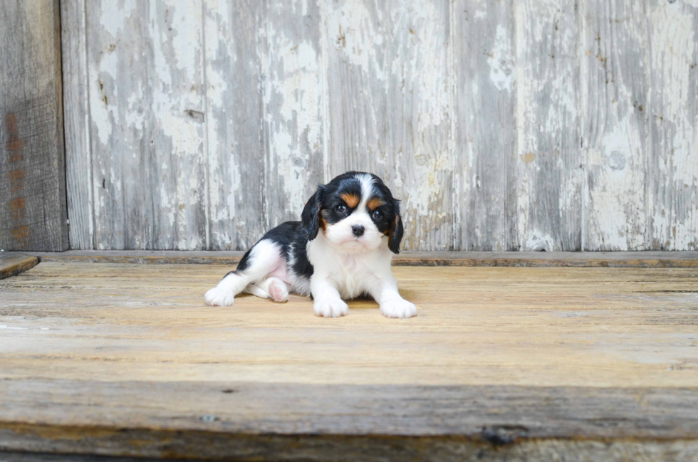 Popular Cavalier King Charles Spaniel Baby