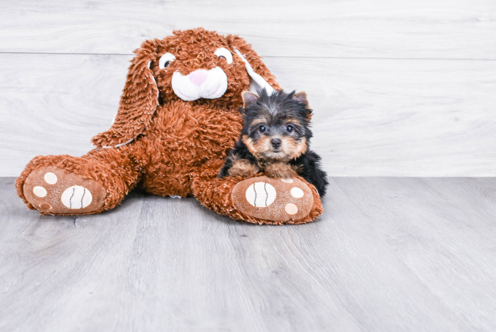 Meet Avery - our Yorkshire Terrier Puppy Photo 