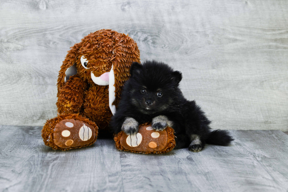 Petite Pomeranian Purebred Puppy