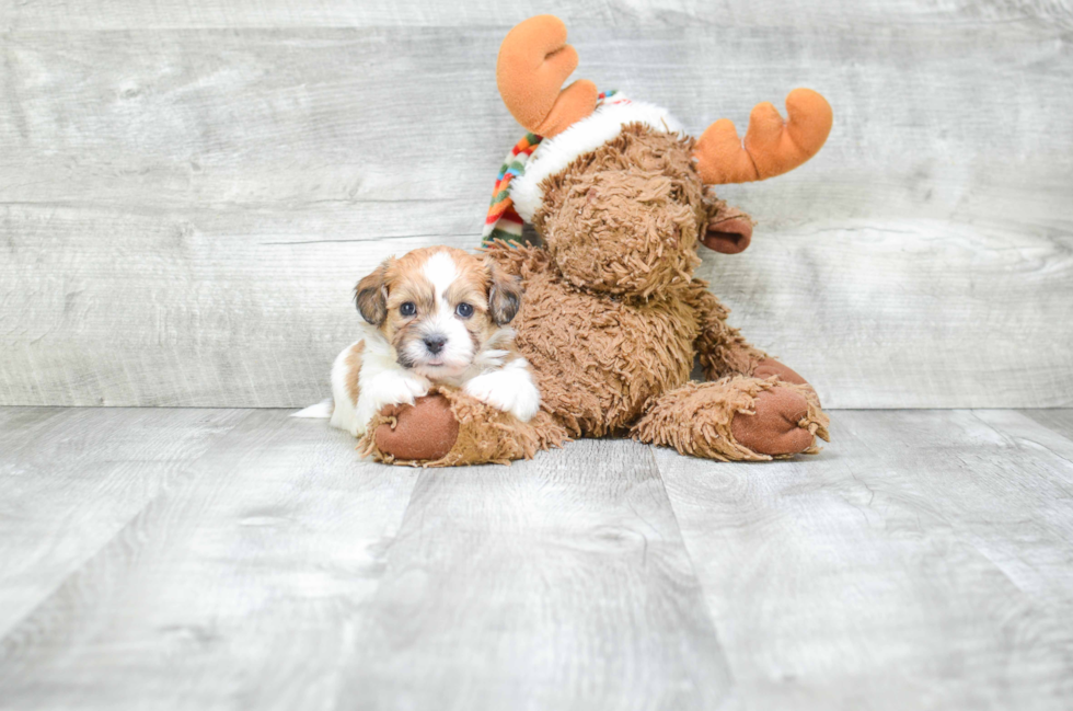 Teddy Bear Pup Being Cute