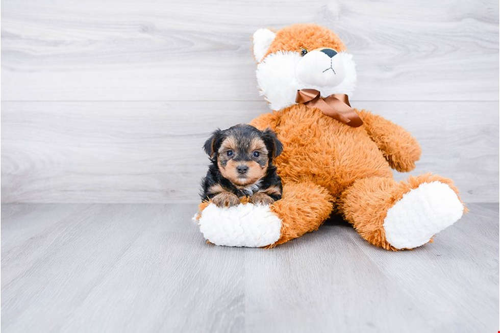 Cute Yorkie Poo Baby