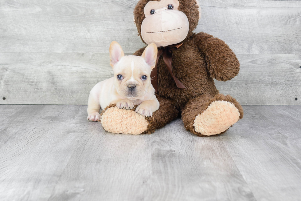 Best French Bulldog Baby