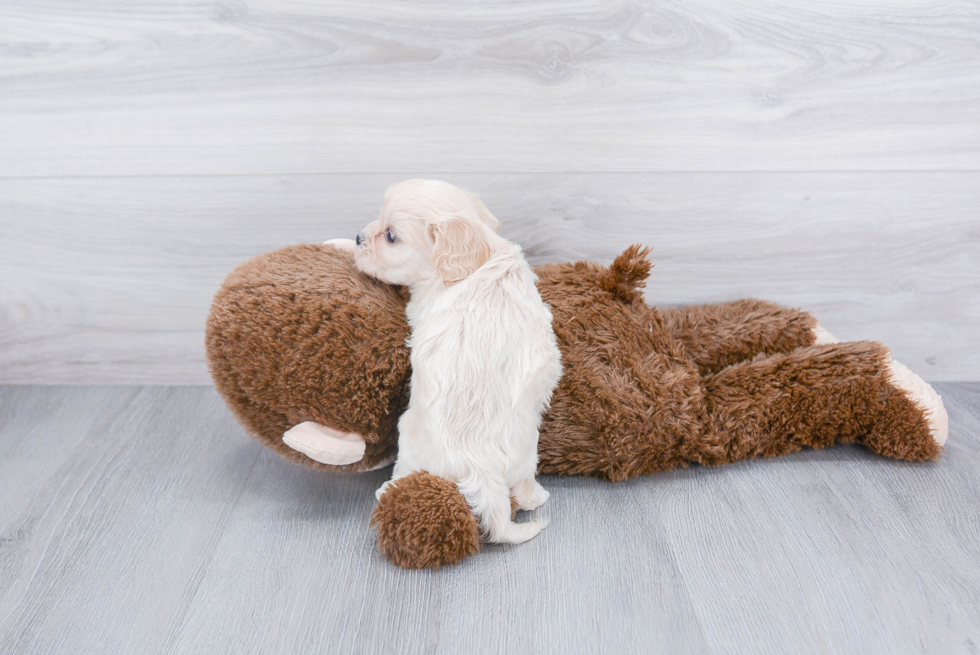 Sweet Cavachon Baby