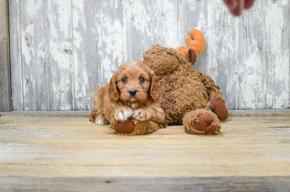 Best Cavapoo Baby