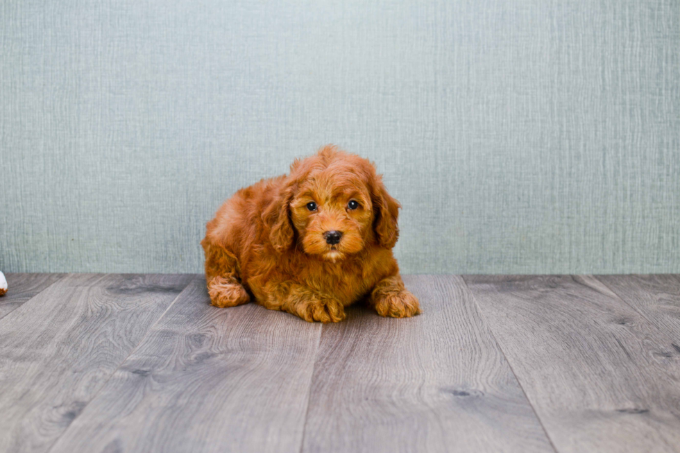 Best Mini Goldendoodle Baby