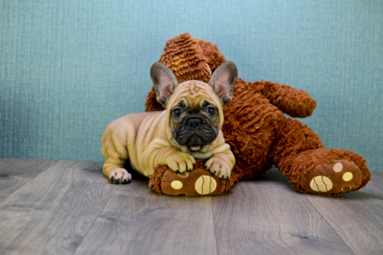 French Bulldog Puppy for Adoption