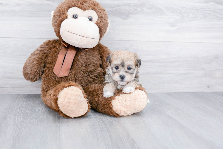 Little Yorkie Designer Puppy
