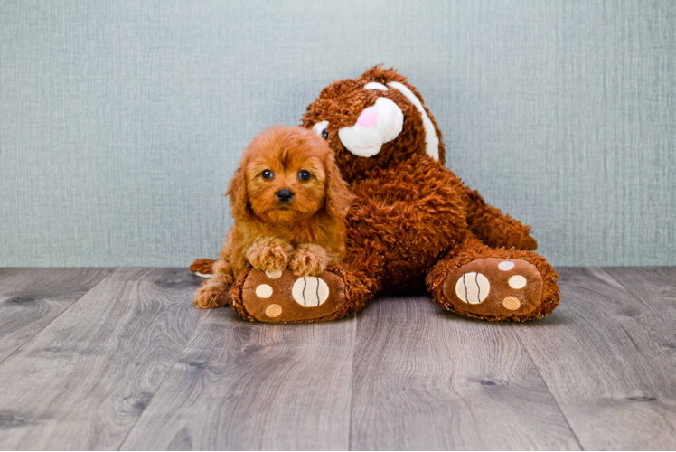 Cavapoo Pup Being Cute