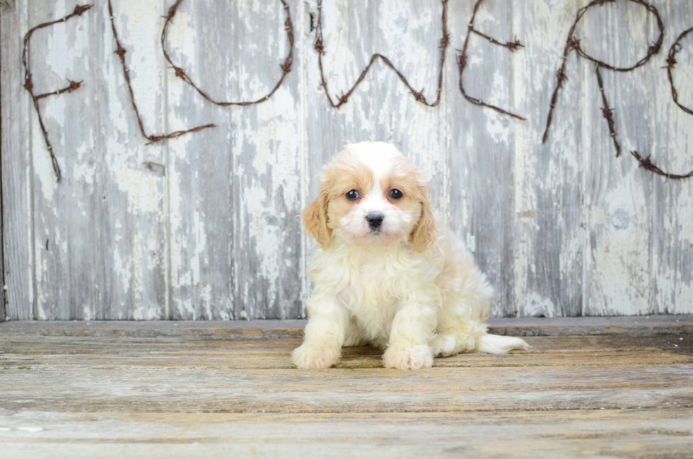 Best Cavachon Baby