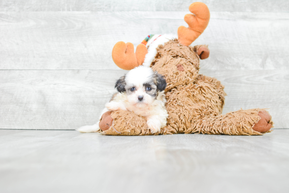 Energetic Shichon Designer Puppy