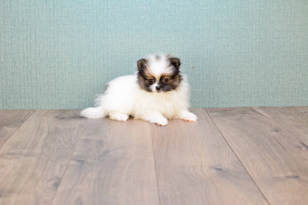 Akc Registered Pomeranian Purebred Pup