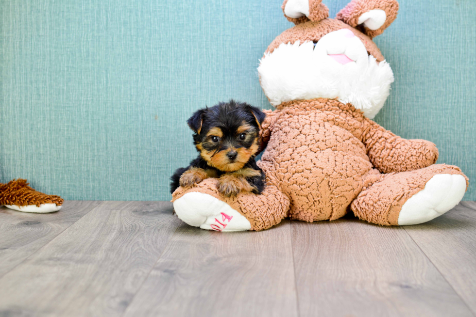 Meet Bella - our Yorkshire Terrier Puppy Photo 