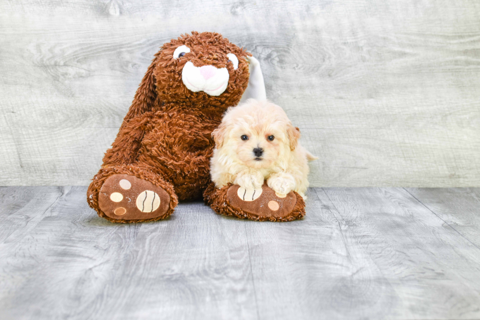 Sweet Maltipoo Baby