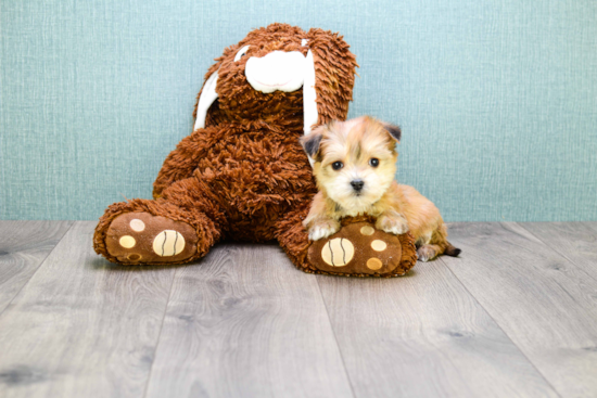 Energetic Yorkie Designer Puppy