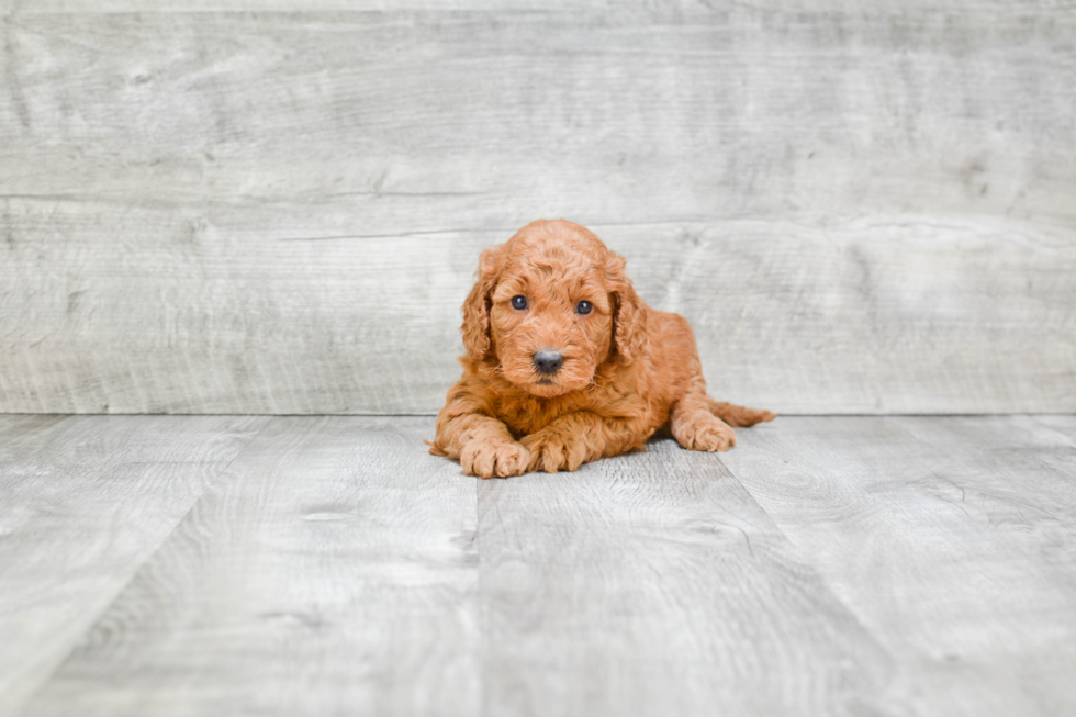 Mini Goldendoodle Puppy for Adoption