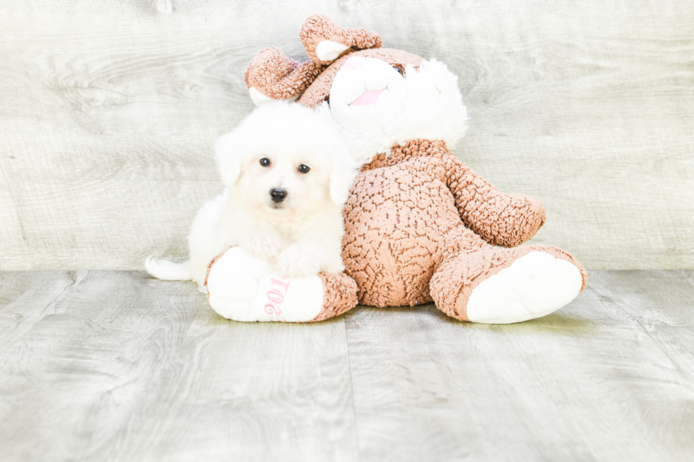 Fluffy Bichon Frise Purebred Puppy