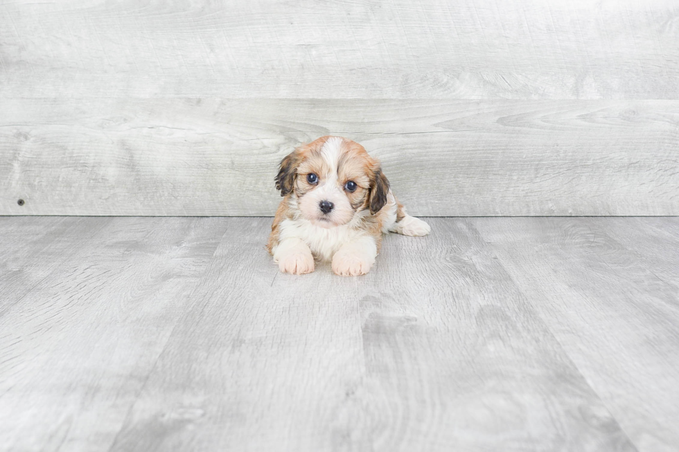 Happy Cavachon Baby