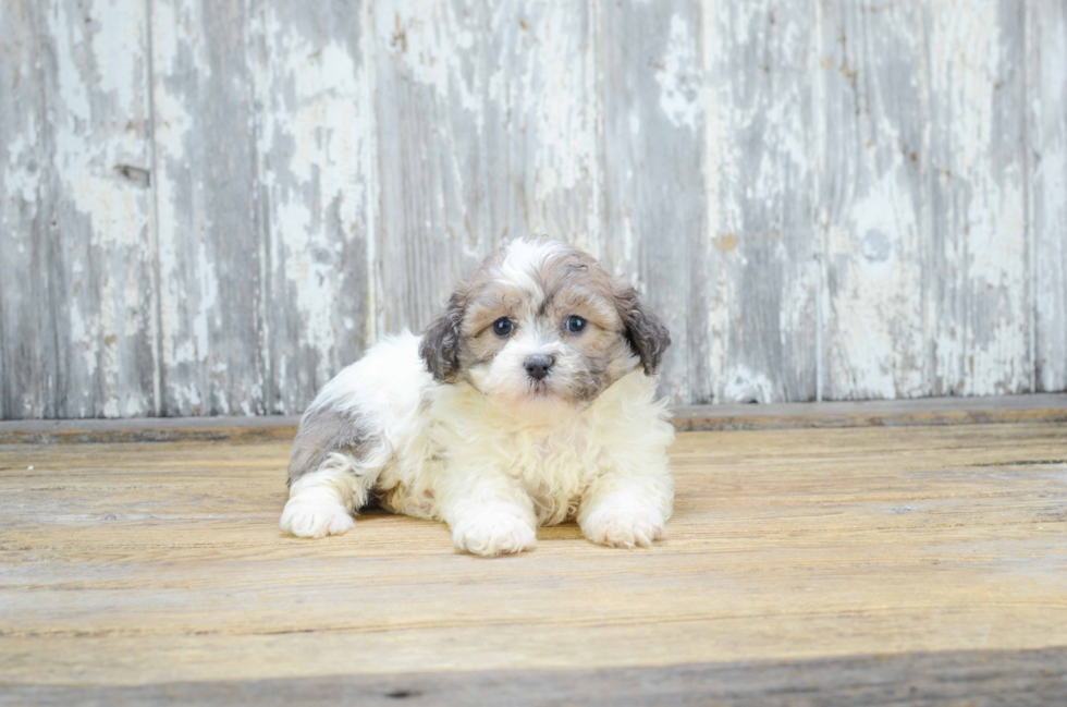 Popular Teddy Bear Designer Pup