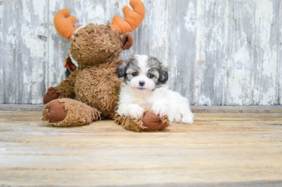 Teddy Bear Pup Being Cute