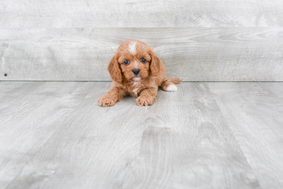 Cavapoo Puppy for Adoption