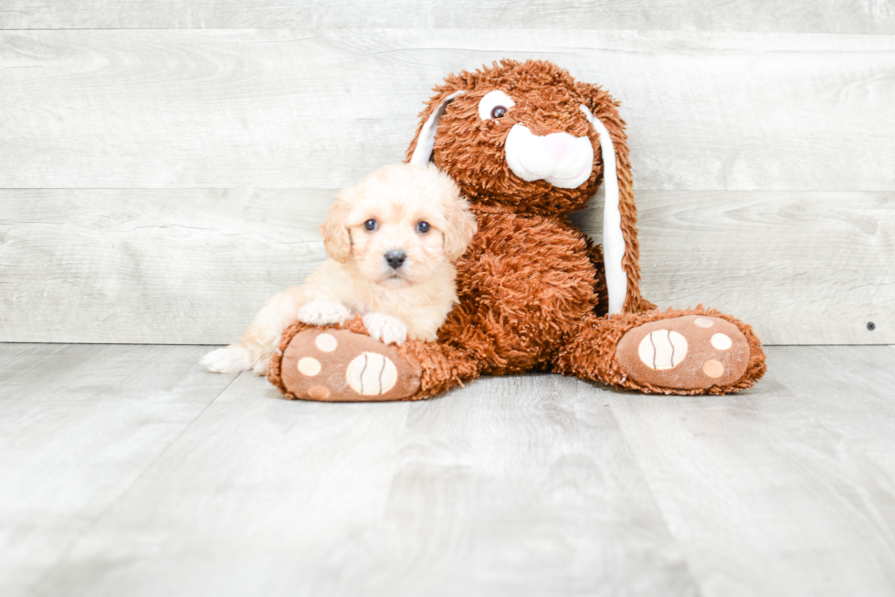 Adorable Cavalier Designer Puppy