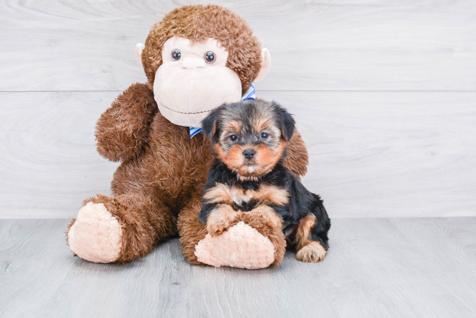 Meet Roscoe - our Yorkshire Terrier Puppy Photo 