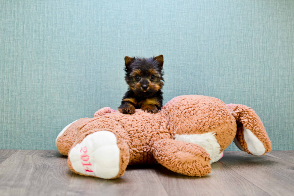 Meet Zoro - our Yorkshire Terrier Puppy Photo 