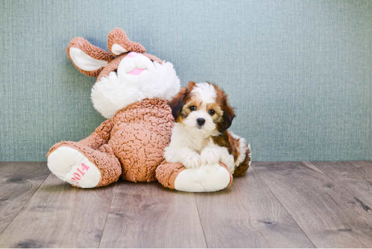 Popular Cavachon Designer Pup