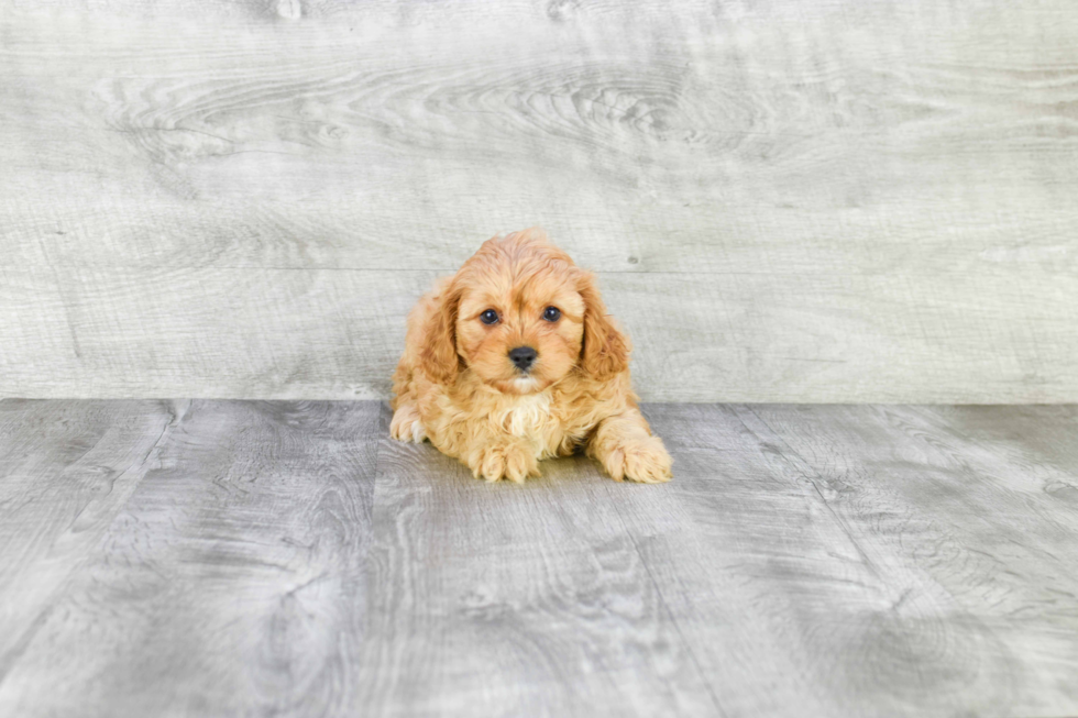 Best Cavapoo Baby