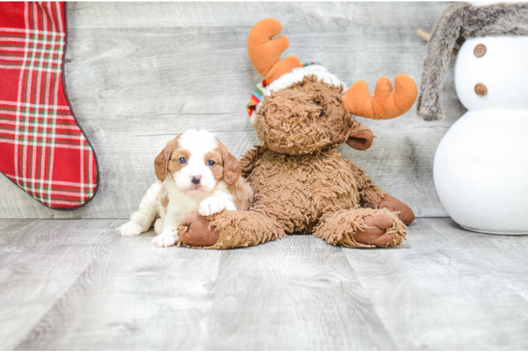 Cavapoo Pup Being Cute