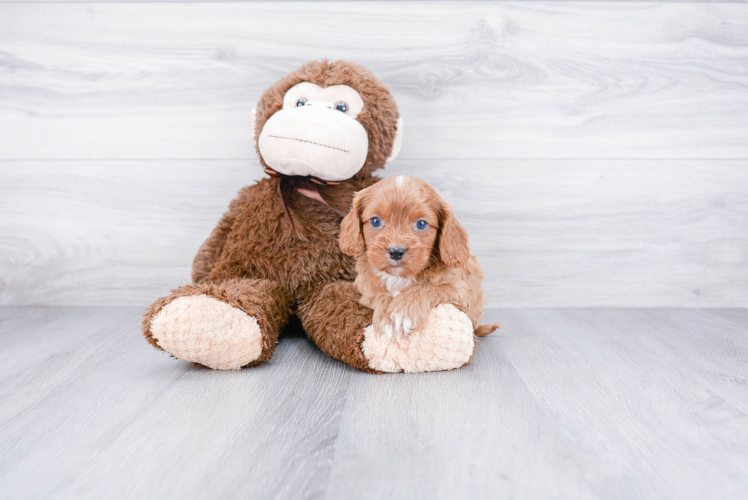 Smart Cavapoo Poodle Mix Pup