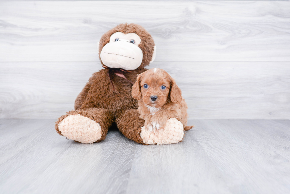 Smart Cavapoo Poodle Mix Pup