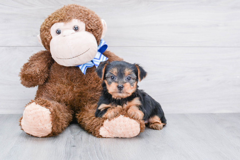 Meet Lisa - our Yorkshire Terrier Puppy Photo 