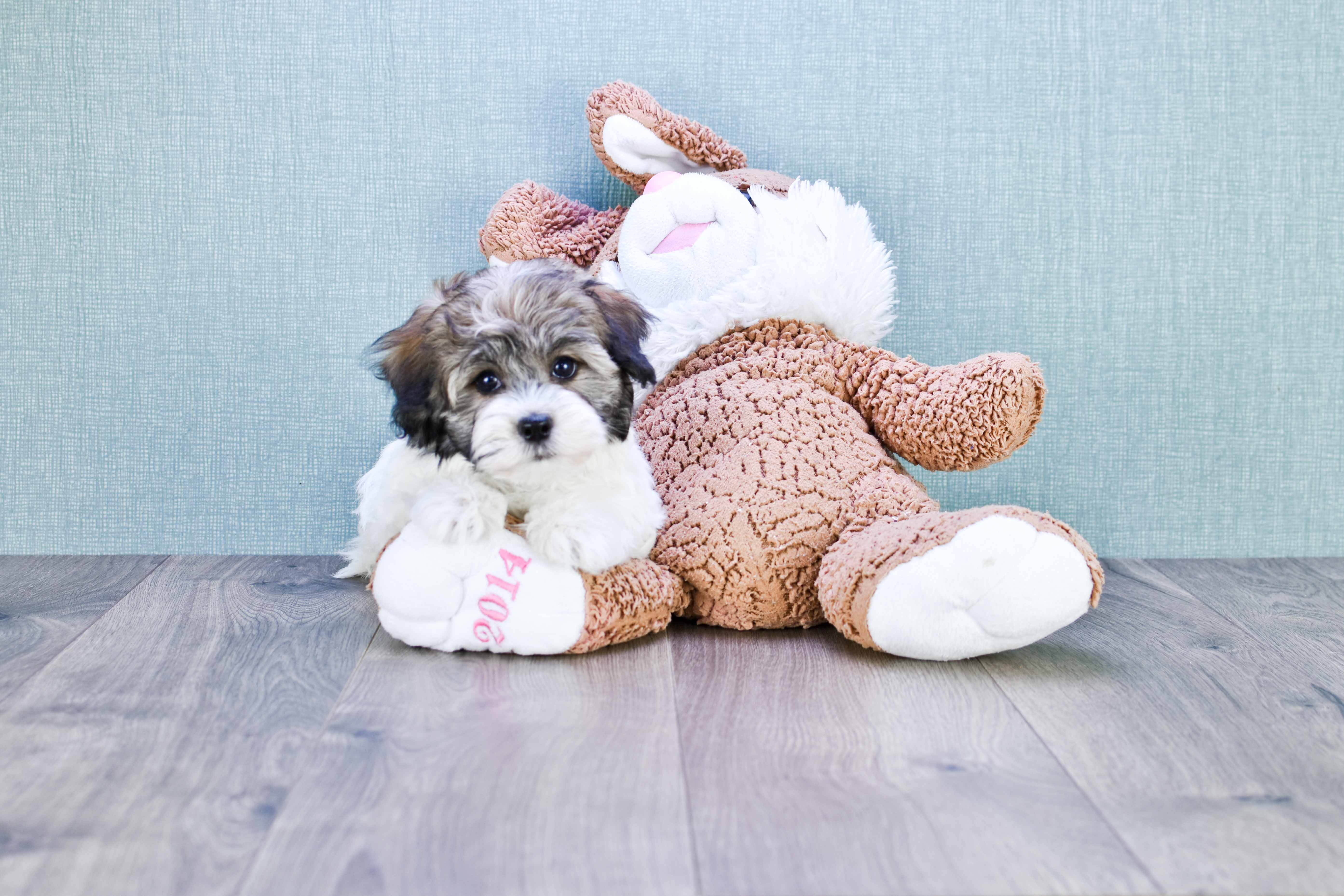 Akc Registered Havanese Baby