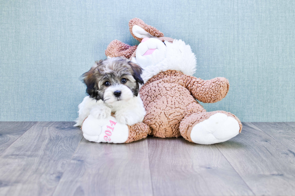 Akc Registered Havanese Baby