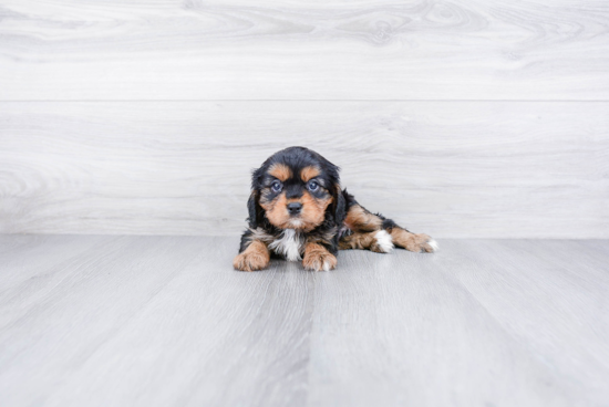 Friendly Cavalier King Charles Spaniel Baby