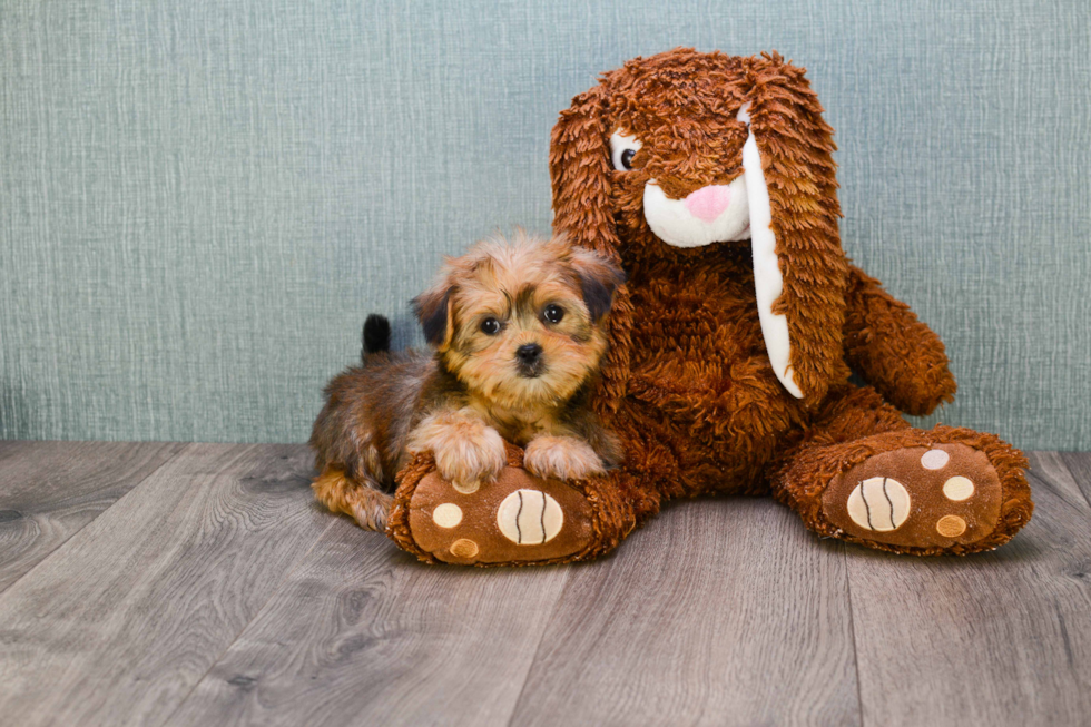 Shorkie Pup Being Cute