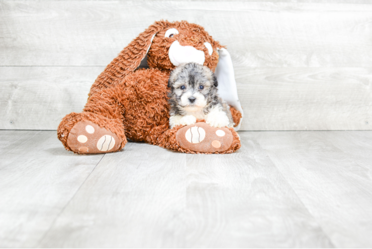 Teddy Bear Pup Being Cute