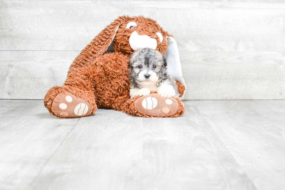 Teddy Bear Pup Being Cute