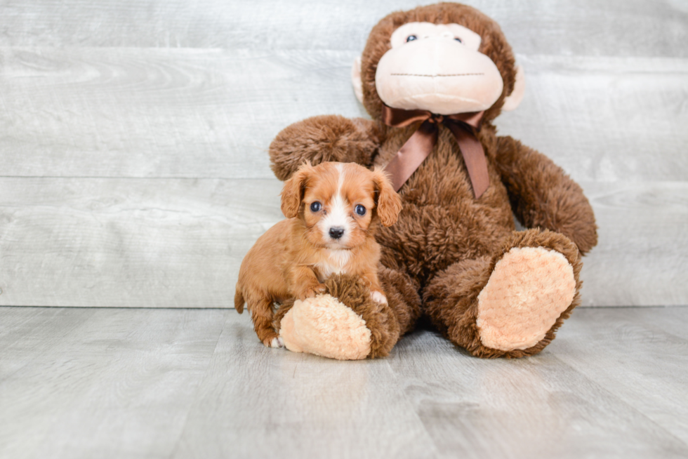 Cute Cavalier King Charles Spaniel Purebred Puppy