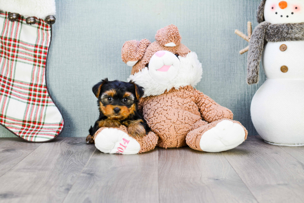 Meet Bella - our Yorkshire Terrier Puppy Photo 