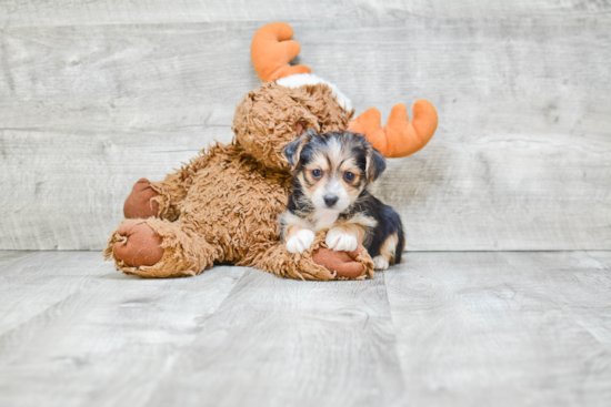 Hypoallergenic Yorkie Designer Puppy