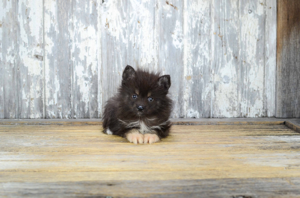 Petite Pomsky Designer Pup