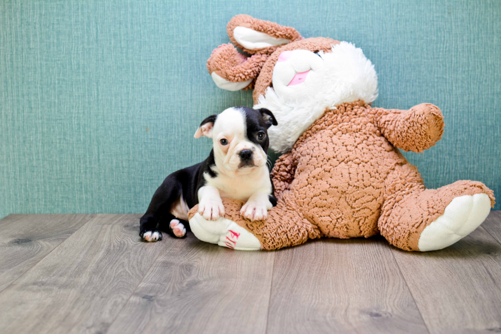 Boston Terrier Puppy for Adoption