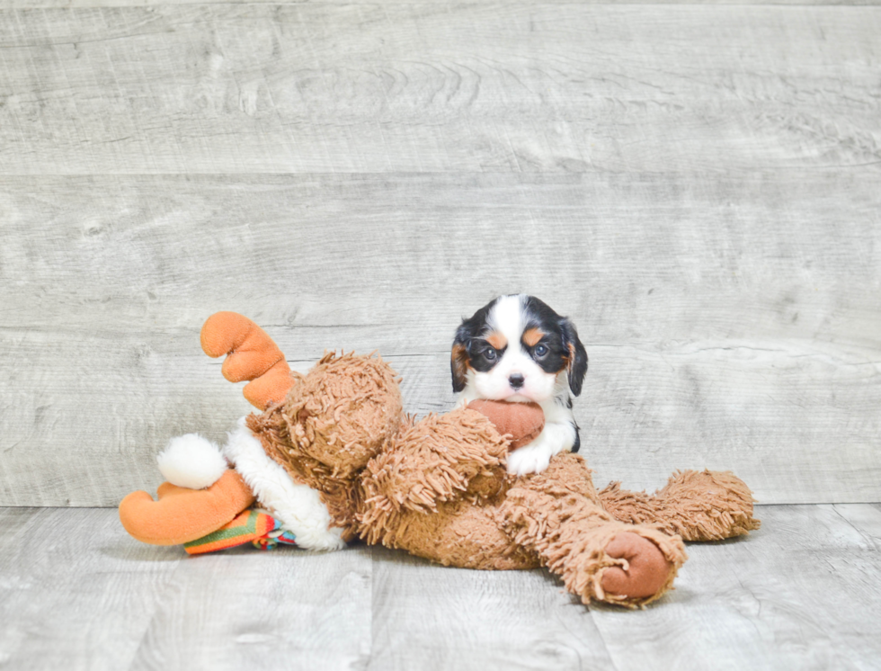 Cavalier King Charles Spaniel Pup Being Cute