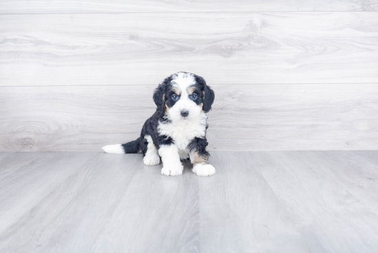 Fluffy Mini Bernedoodle Poodle Mix Pup