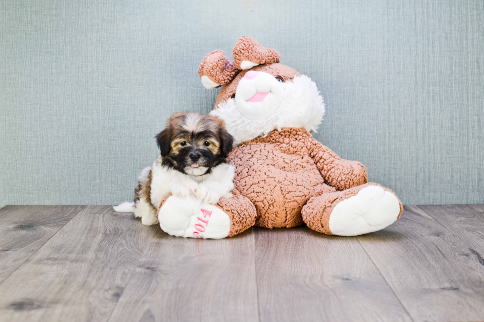 Best Havanese Baby