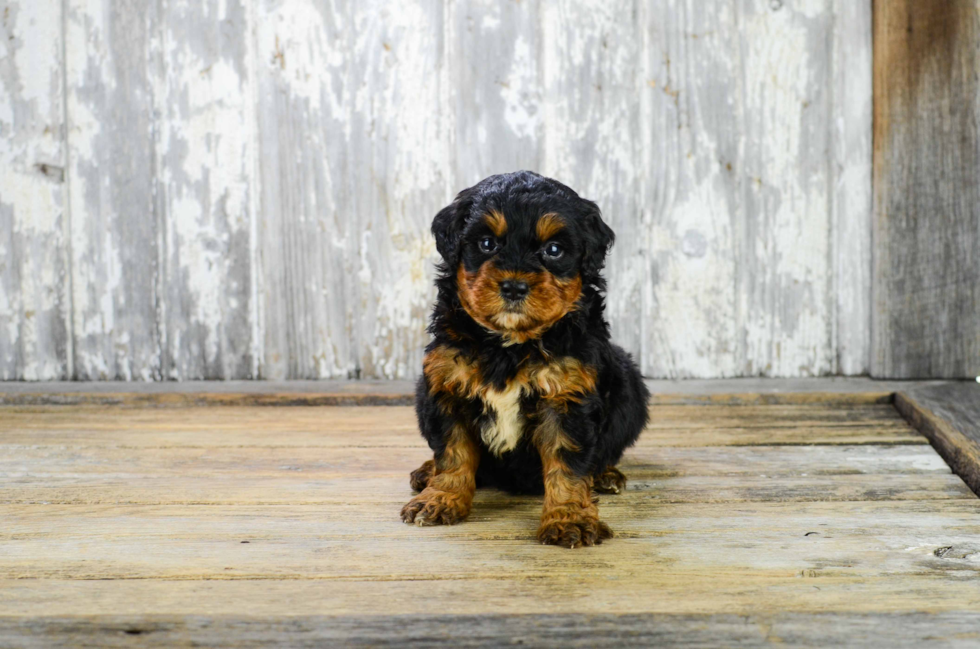 Adorable Bernadoodle Poodle Mix Puppy