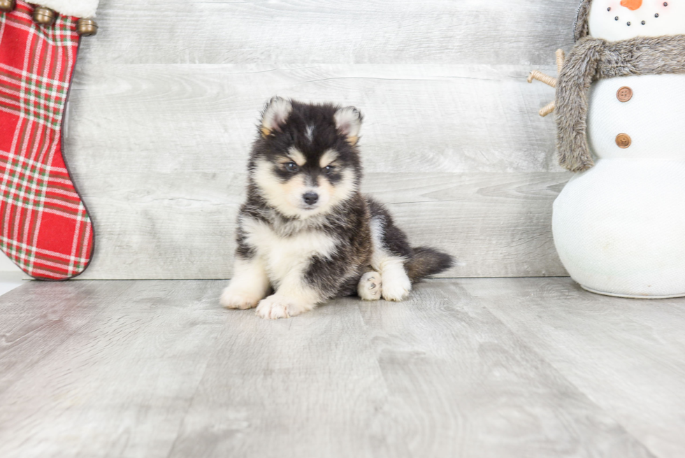 Pomsky Pup Being Cute