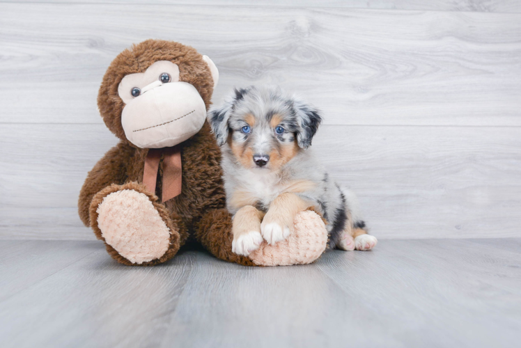 Best Mini Aussiedoodle Baby